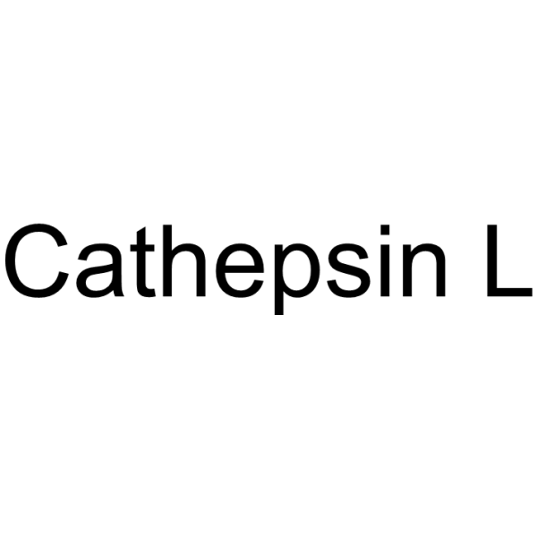 Cathepsin L 60616-82-2